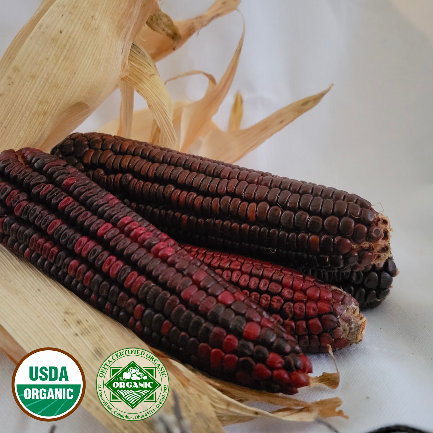 Organic Bloody Butcher Corn Seeds
