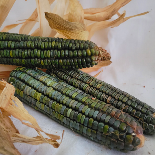 Oaxacan Green Corn Seeds