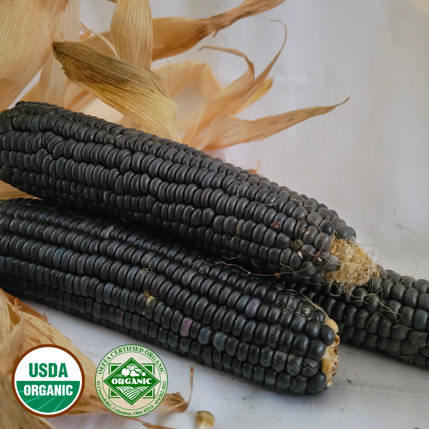 Organic Hopi Blue Corn Seeds