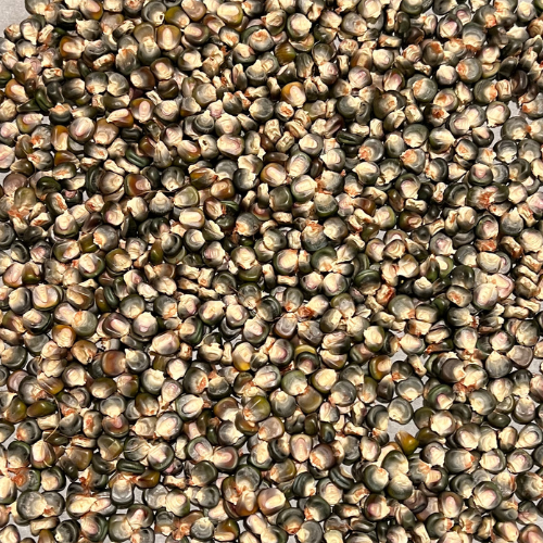 Oaxacan Green Corn Seeds