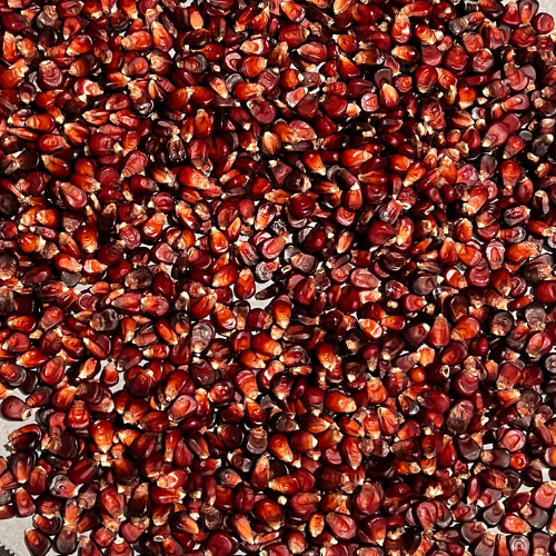 Organic Bloody Butcher Corn Seeds