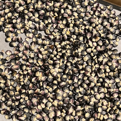 Organic Hopi Blue Corn Seeds