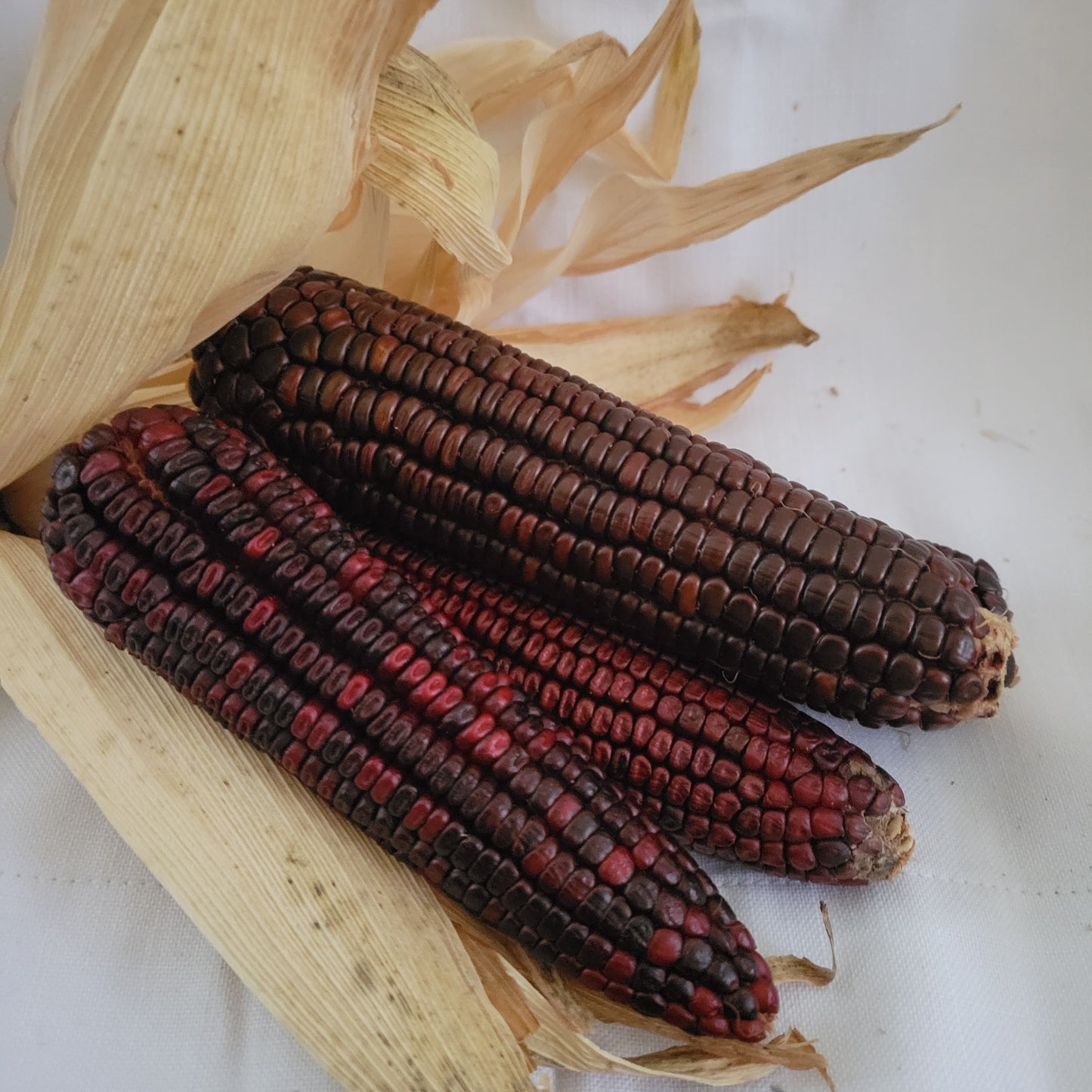 Organic Bloody Butcher Corn Seeds