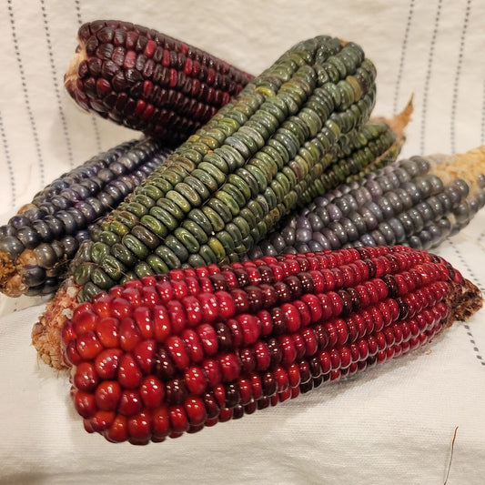 Corn Seed Bundle
